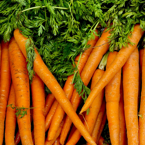 Carottes